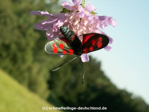 Zygaena_angelicae_S_05.jpg