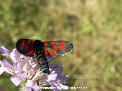 Zygaena_angelicae_S_07.jpg