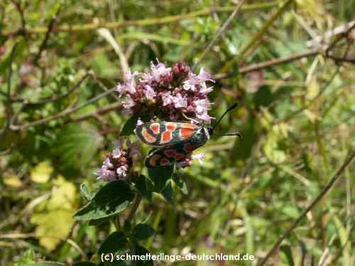 Zygaena_carniolica_S_03.jpg