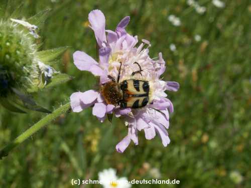 Zygaena_filipendulae_L_02.jpg