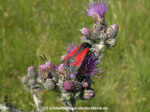 Zygaena_filipendulae_S_02.jpg