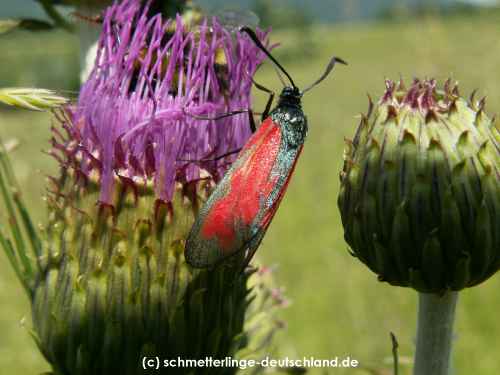 Zygaena_filipendulae_S_03.jpg