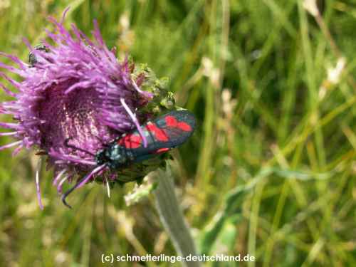 Zygaena_filipendulae_S_04.jpg