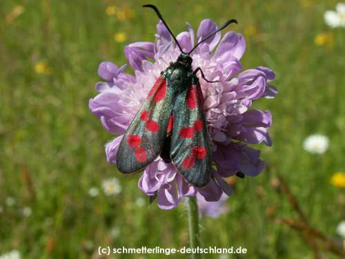 Zygaena_filipendulae_S_05.jpg