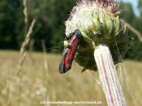 Zygaena_filipendulae_S_07.jpg