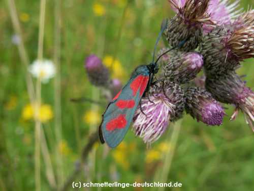 Zygaena_filipendulae_S_08.jpg