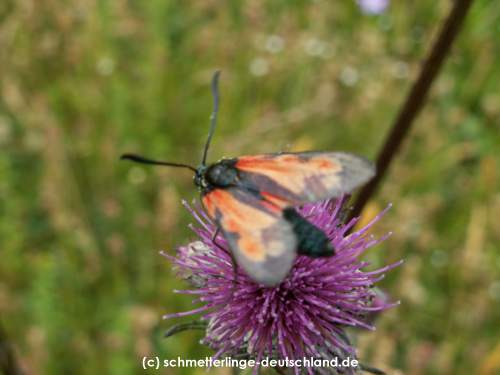 Zygaena_filipendulae_S_09.jpg