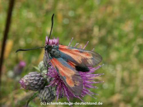 Zygaena_filipendulae_S_10.jpg
