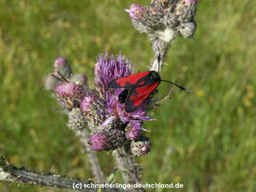 Zygaena_filipendulae_S_13.jpg