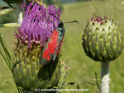 Zygaena_filipendulae_S_14.jpg