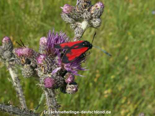 Zygaena_filipendulae_S_15.jpg