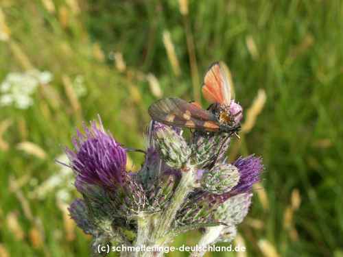 Zygaena_filipendulae_S_18.jpg