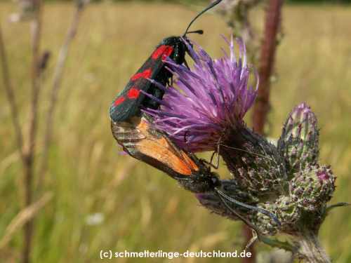Zygaena_filipendulae_S_20.jpg
