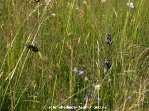 Zygaena_filipendulae_S_21.jpg