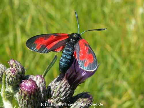 Zygaena_filipendulae_S_23.jpg