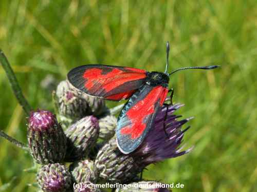 Zygaena_filipendulae_S_24.jpg