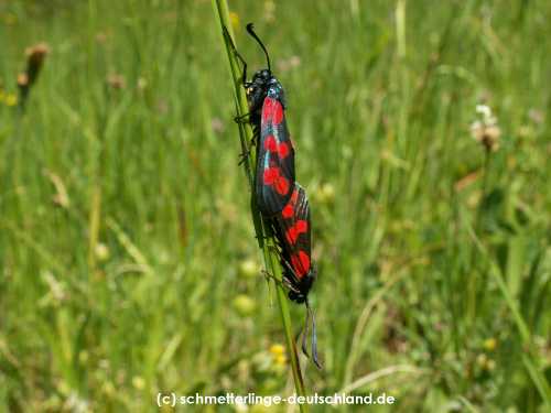 Zygaena_filipendulae_S_25.jpg
