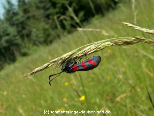 Zygaena_filipendulae_S_26.jpg
