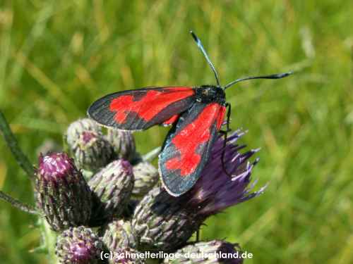 Zygaena_filipendulae_S_27.jpg