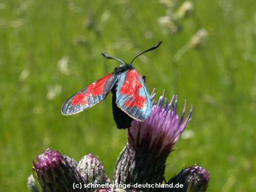Zygaena_filipendulae_S_28.jpg