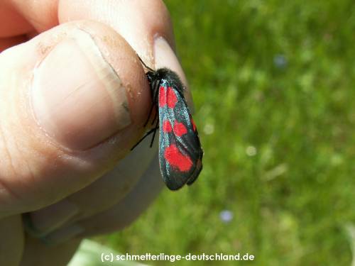 Zygaena_filipendulae_S_29.jpg