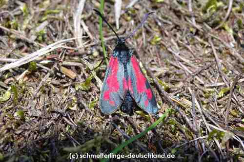 Zygaena_filipendulae_S_30.jpg