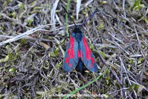 Zygaena_filipendulae_S_31.jpg