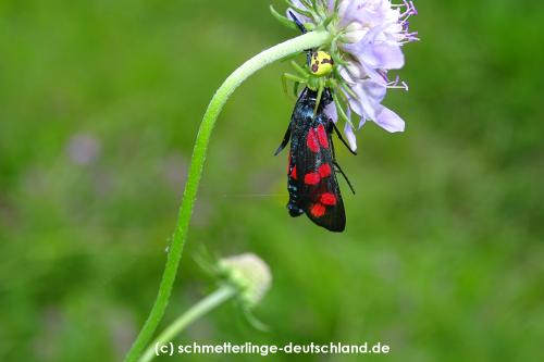 Zygaena_filipendulae_S_33.jpg