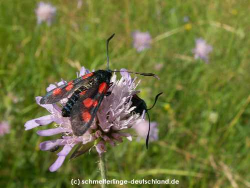 Zygaena_lonicerae_S_02.jpg