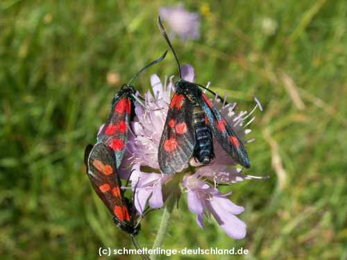 Zygaena_lonicerae_S_03.jpg