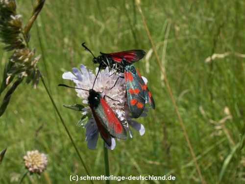 Zygaena_purpuralis_S_01.jpg