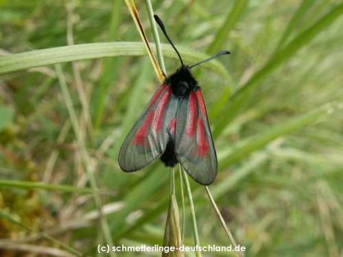 Zygaena_purpuralis_S_02.jpg