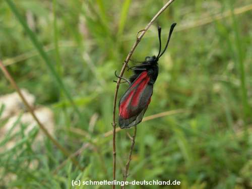 Zygaena_purpuralis_S_03.jpg