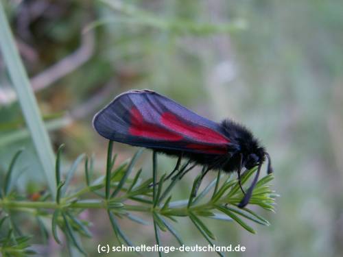 Zygaena_purpuralis_S_04.jpg