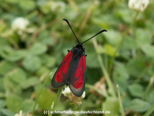 Zygaena_purpuralis_S_05.jpg