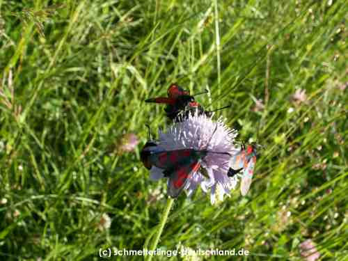 Zygaena_purpuralis_S_06.jpg