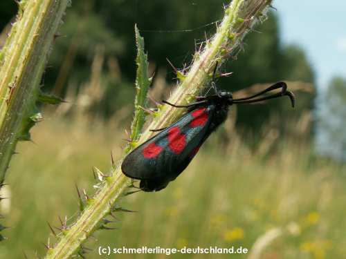 Zygaena_trifolii_S_01.jpg