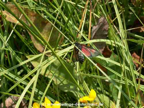Zygaena_trifolii_S_03.jpg