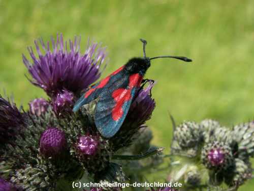 Zygaena_trifolii_S_04.jpg
