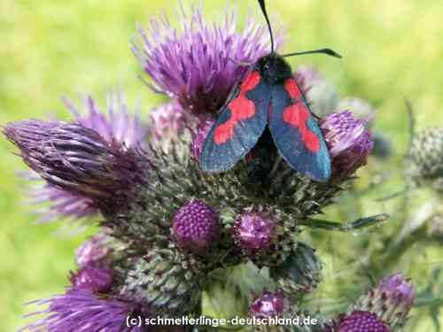 Zygaena_trifolii_S_05.jpg