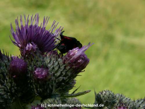 Zygaena_trifolii_S_06.jpg