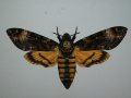 Acherontia_atropos_S_01.jpg