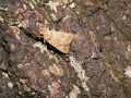 Agrochola_circellaris_S_02.jpg Agrochola_circellaris_S_02.jpg