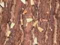 Agrochola_circellaris_S_04.jpg Agrochola_circellaris_S_04.jpg