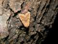 Agrochola_circellaris_S_05.jpg Agrochola_circellaris_S_05.jpg