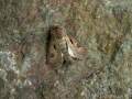 Agrotis_exclamationis_S_01.jpg
