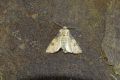 Agrotis_puta_S_01.jpg