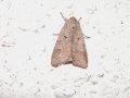 Ammoconia_caecimacula_S_01.jpg