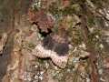 Amphipyra_perflua_S_05.jpg Amphipyra_perflua_S_05.jpg