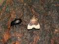 Amphipyra_perflua_S_07.jpg Amphipyra_perflua_S_07.jpg